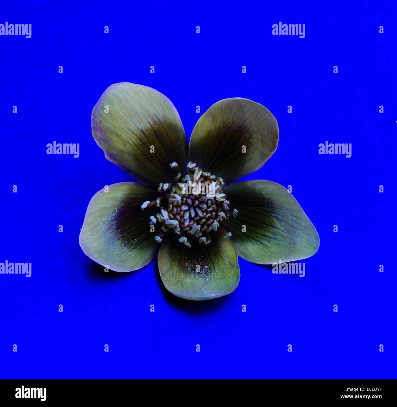 Marsh Marigold (Caltha Palustris) im UV (Ultraviolett) Licht zeigen schwarze Nektar Führer Muster für Insekten sichtbar Stockfoto