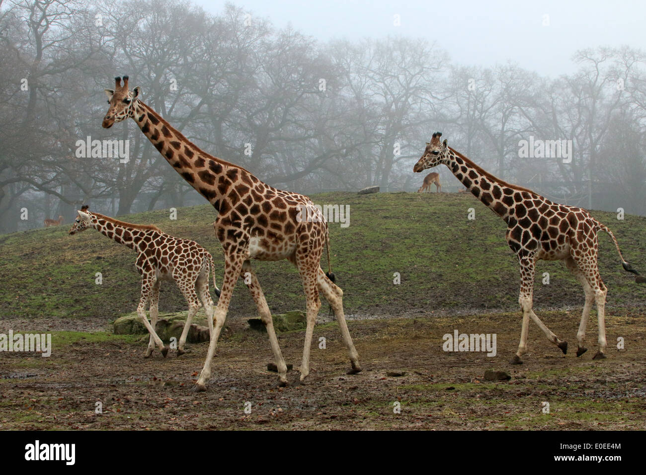 Drei Reifen Rothschild Giraffen aka Baringo oder Ugandan Giraffe (Giraffa Plancius) auf der Savanne des Zoos Stockfoto