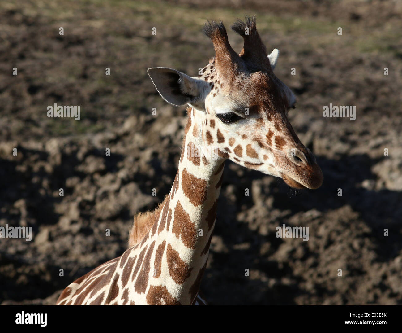 Nahaufnahme des Kopfes ein Rothschild Giraffe aka Baringo oder ugandischen Giraffe (Giraffa Plancius) auf der Savanne des Zoos Stockfoto