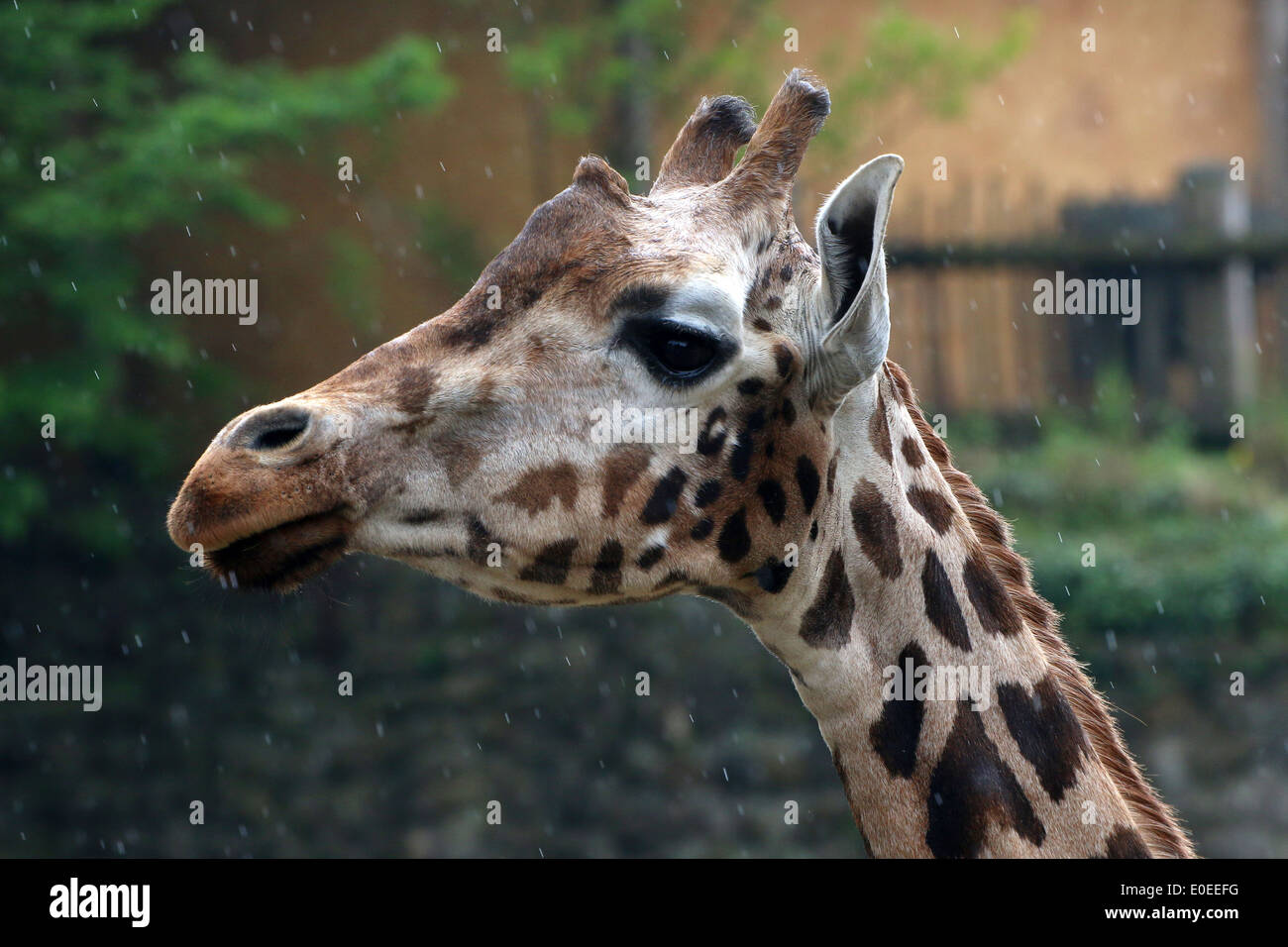 Nahaufnahme des Kopfes ein Rothschild Giraffe aka Baringo oder ugandischen Giraffe (Giraffa Plancius) auf der Savanne des niederländischen Zoos Stockfoto