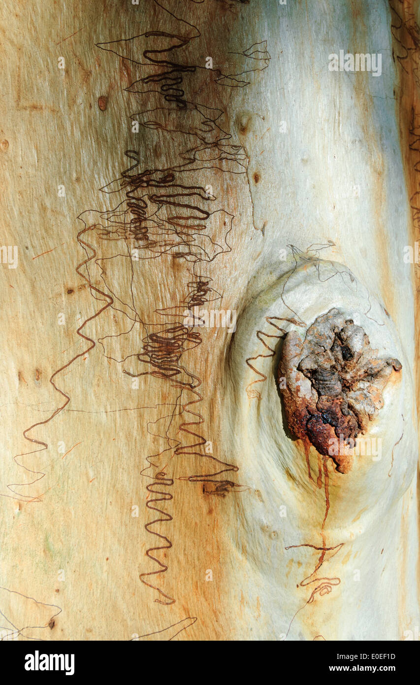 Scribbly Gum (Eucalyptus Racemosa), Fraser Island, Queensland, Queensland, Australien Stockfoto