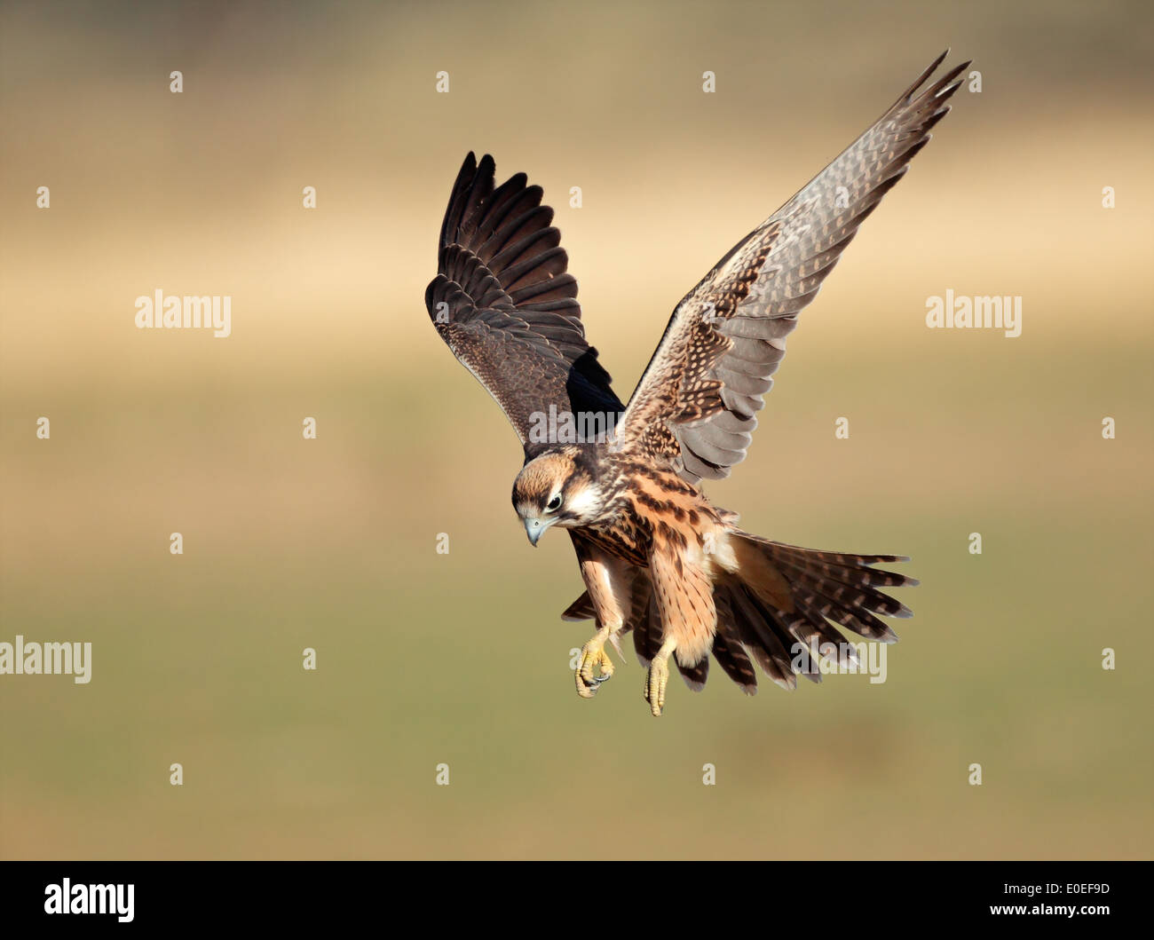 Lanner Falke (Falco Biarmicus) Landung mit ausgebreiteten Flügeln, Südafrika Stockfoto