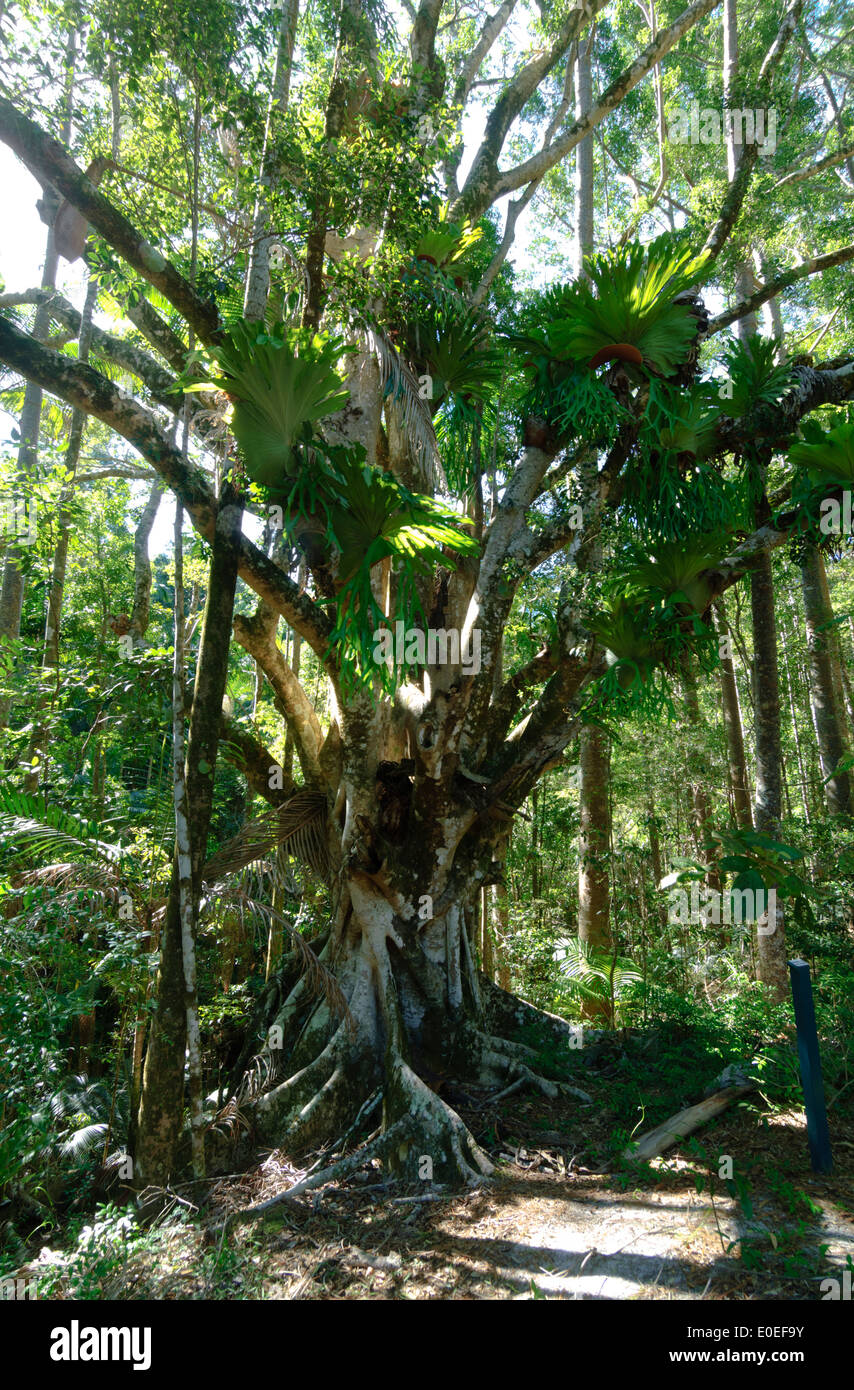 Tall Wald, Fraser Island, Queensland, Queensland, Australien Stockfoto