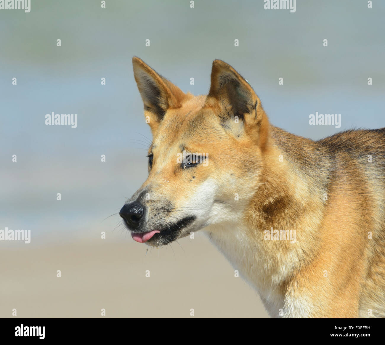 Dingo (Canis Lupus Dingo), Fraser Island, Queensland, Queensland, Australien Stockfoto