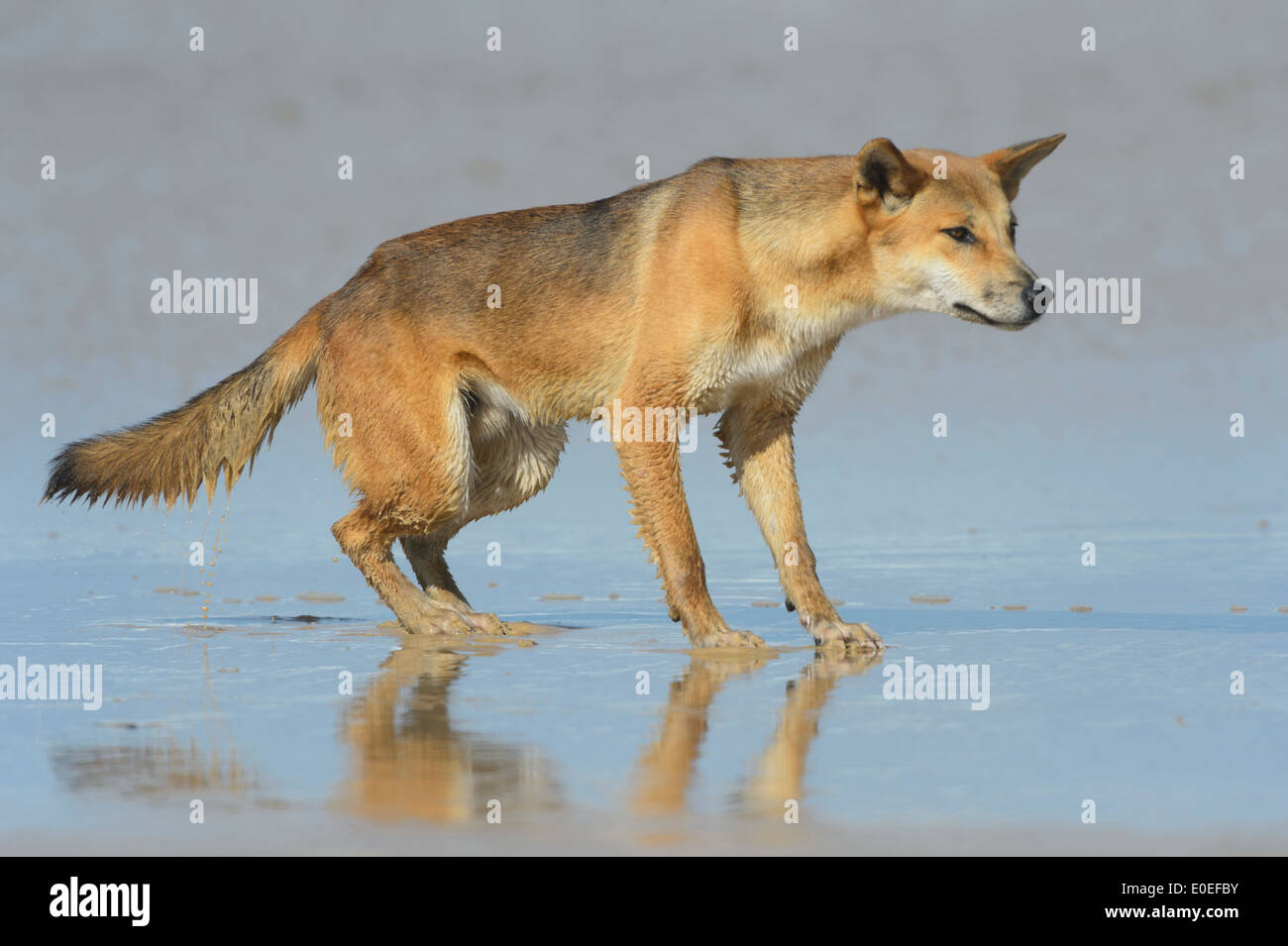 Dingo (Canis Lupus Dingo), Fraser Island, Queensland, Queensland, Australien Stockfoto