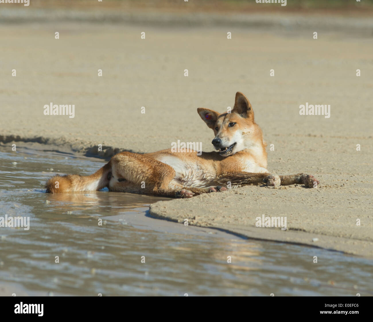 Dingo (Canis Lupus Dingo), Fraser Island, Queensland, Queensland, Australien Stockfoto
