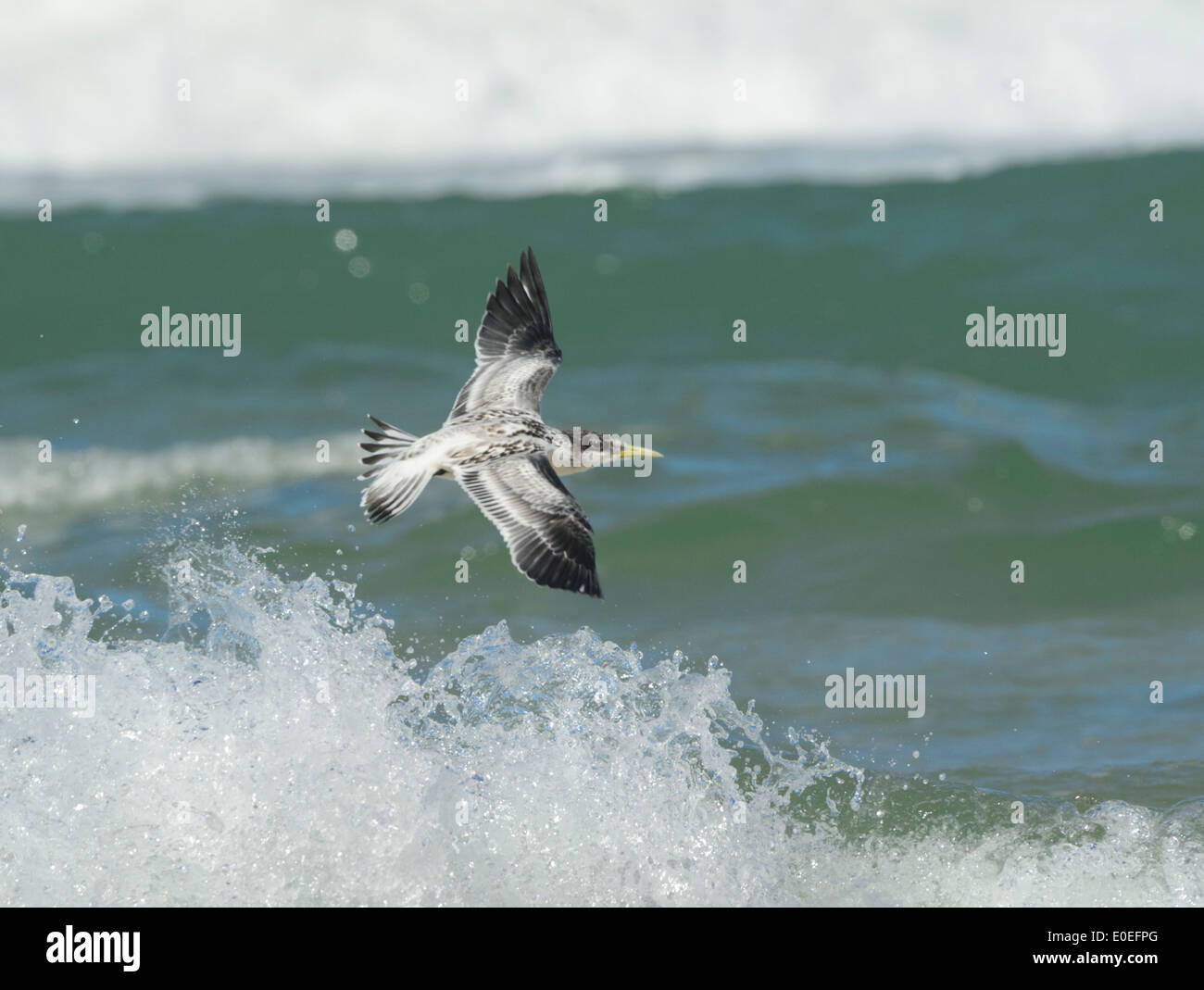 Wenig Tern (Sterna Albifrons oder Sternula Albifrons), Fraser Island, Queensland, Queensland, Australien Stockfoto