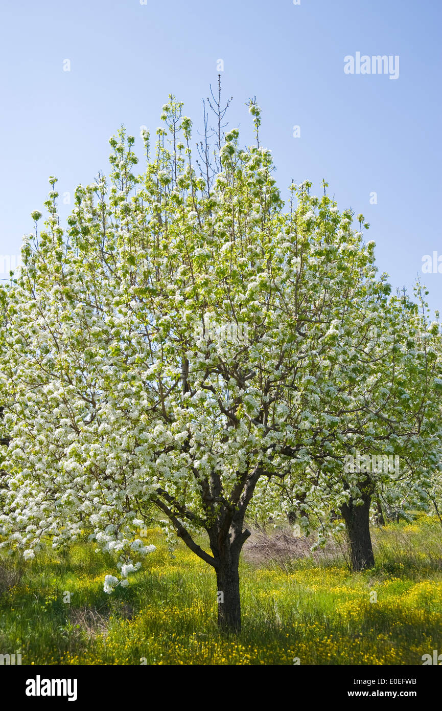 Blühende Birnbäume auf Pilion Halbinsel, Thessalien, Griechenland Stockfoto