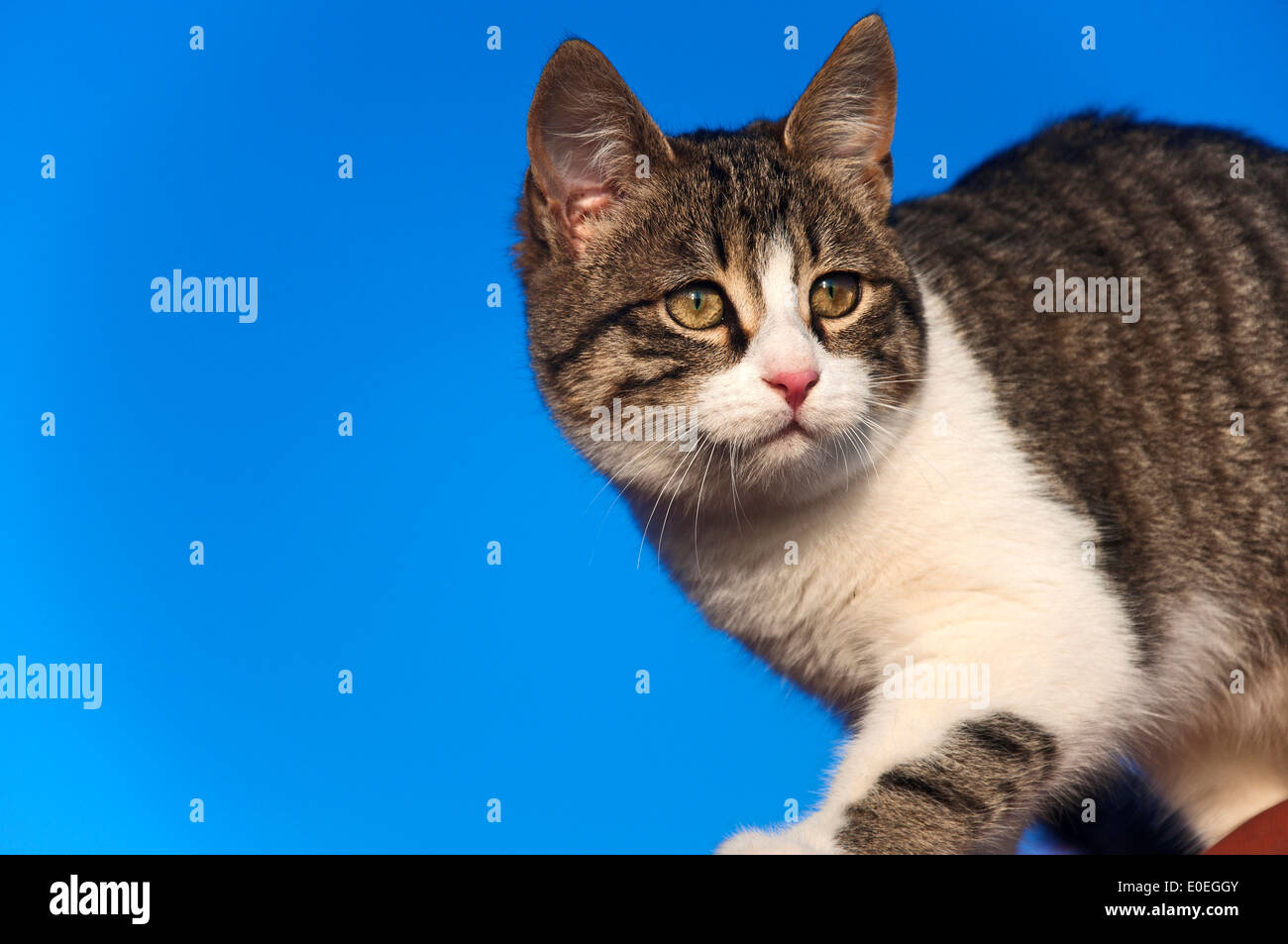 Katze sitzt auf dem Dach gegen blauen Himmel Stockfoto