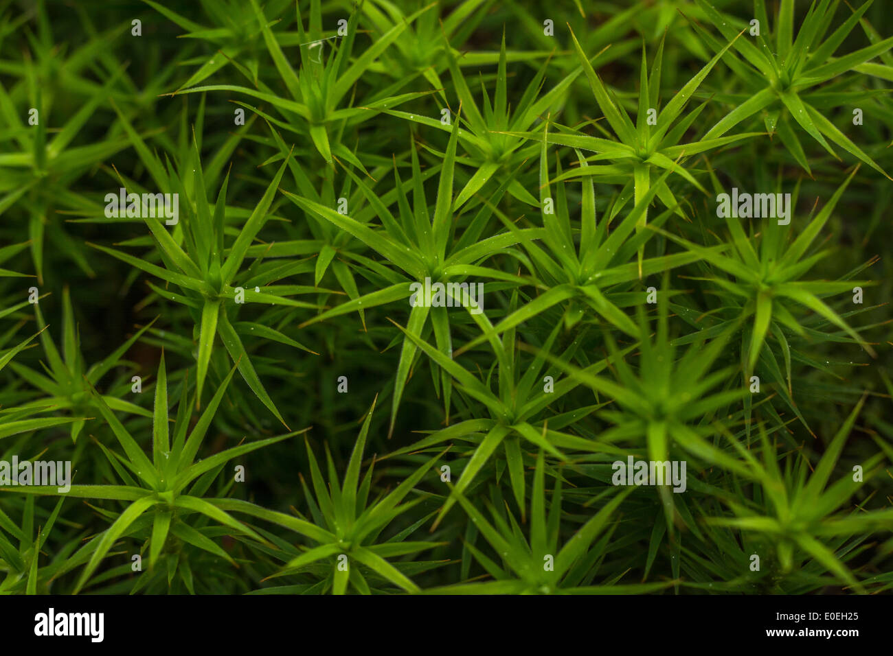 Die geglaubt werden, um gemeinsame Haircap Moss/Polytrichum commune anstatt Sphagnum Moos. Stockfoto