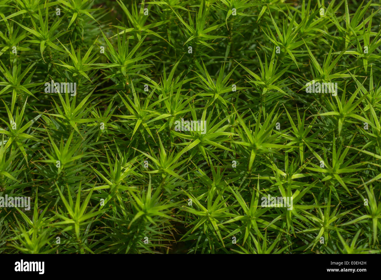 Die geglaubt werden, um gemeinsame Haircap Moss/Polytrichum commune anstatt Sphagnum Moos. Stockfoto