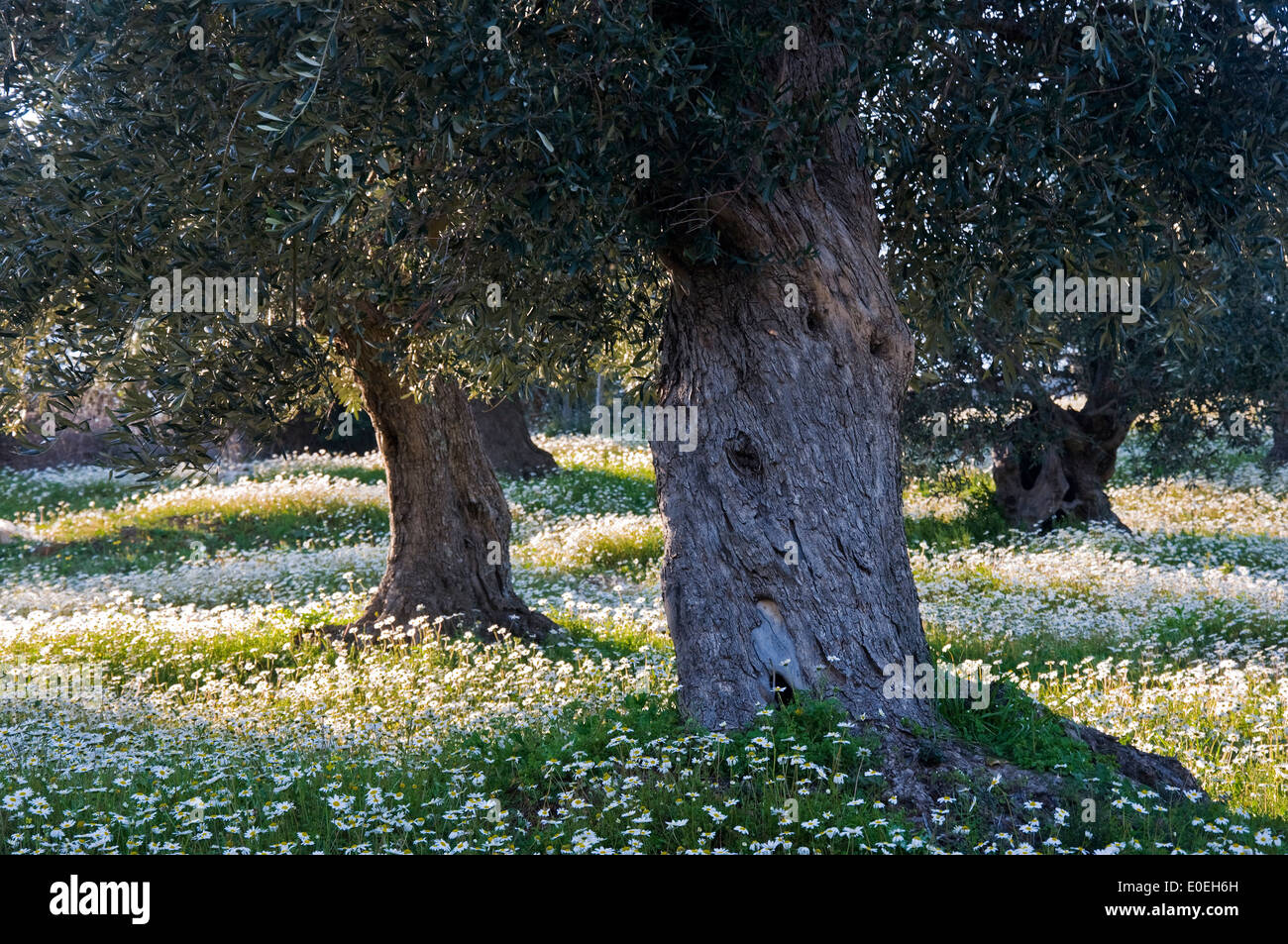 Olivenbäume (Olea Europaea) auf Blumenwiese im Frühling Stockfoto