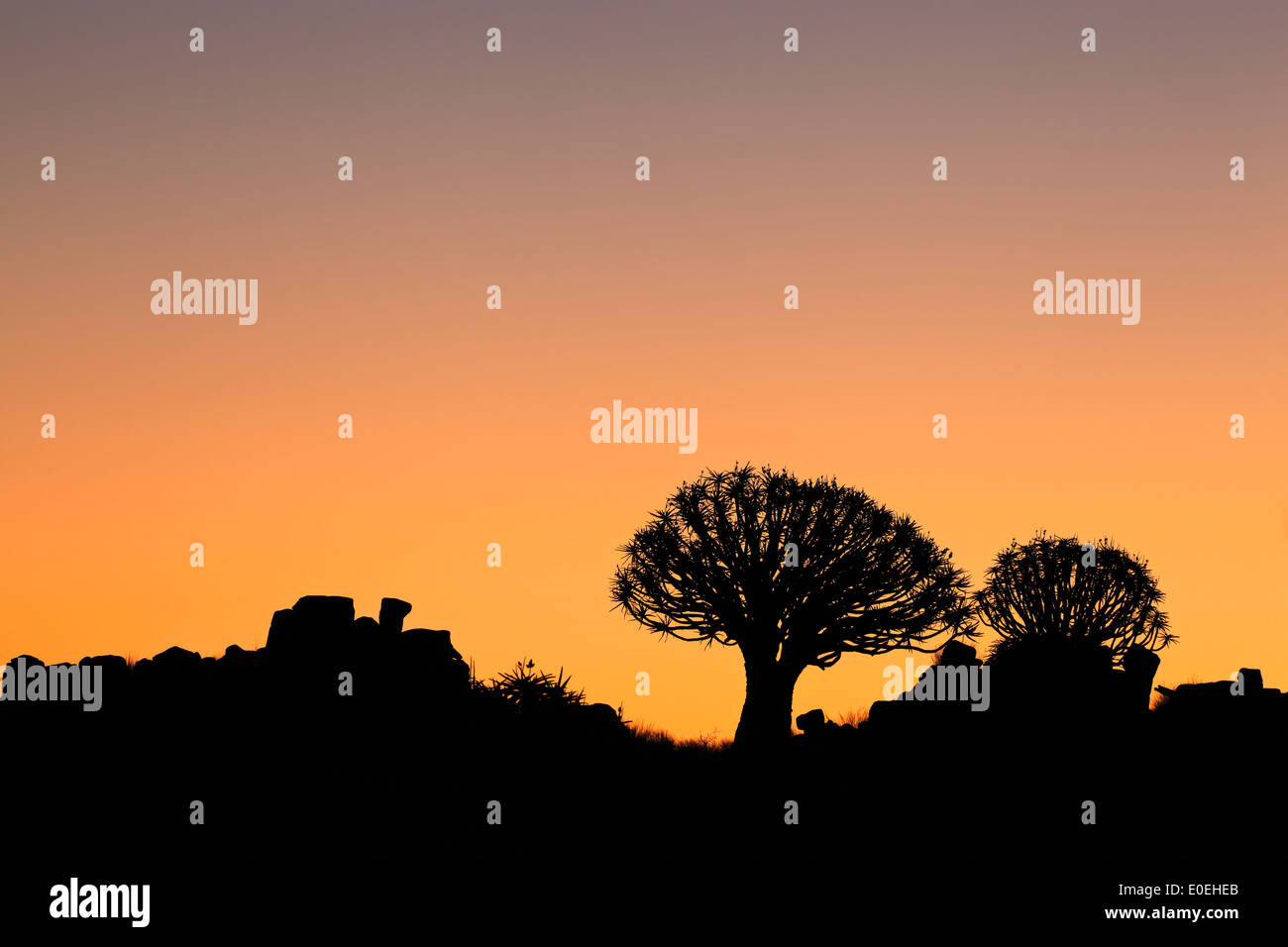 Silhouette der Köcherbäume (Aloe Dichotoma) bei Sonnenuntergang, Namibia, Südliches Afrika Stockfoto