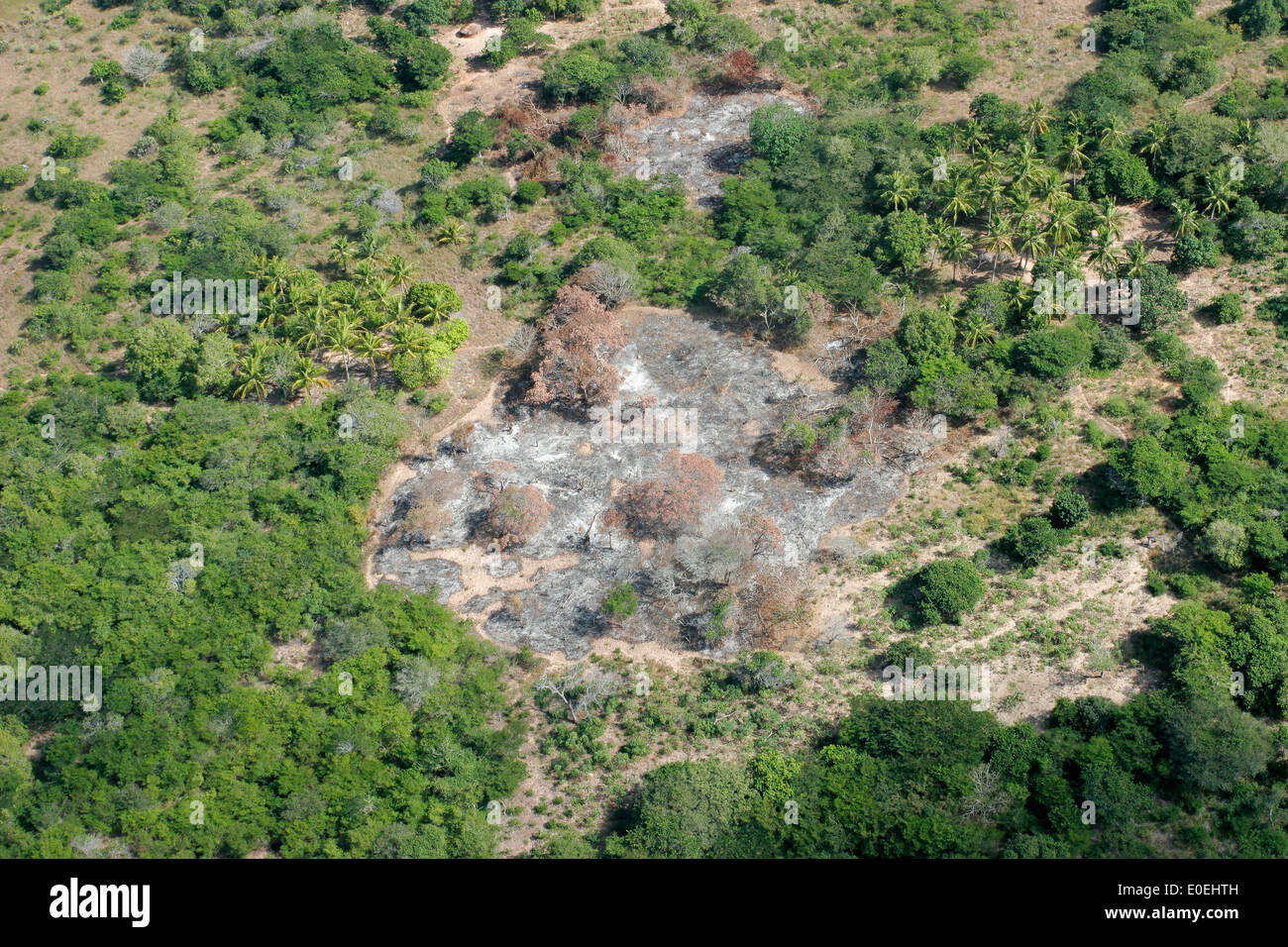 Landwirtschaftliche Praxis Schrägstrich-und-brennen - schneiden und Brennen der Wälder, Felder, Mosambik, Südafrika erstellen Stockfoto