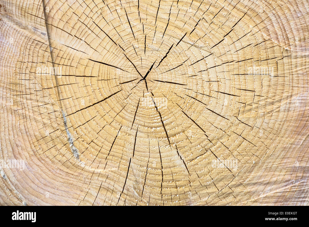 Holzstruktur Baumstamm Stockfoto