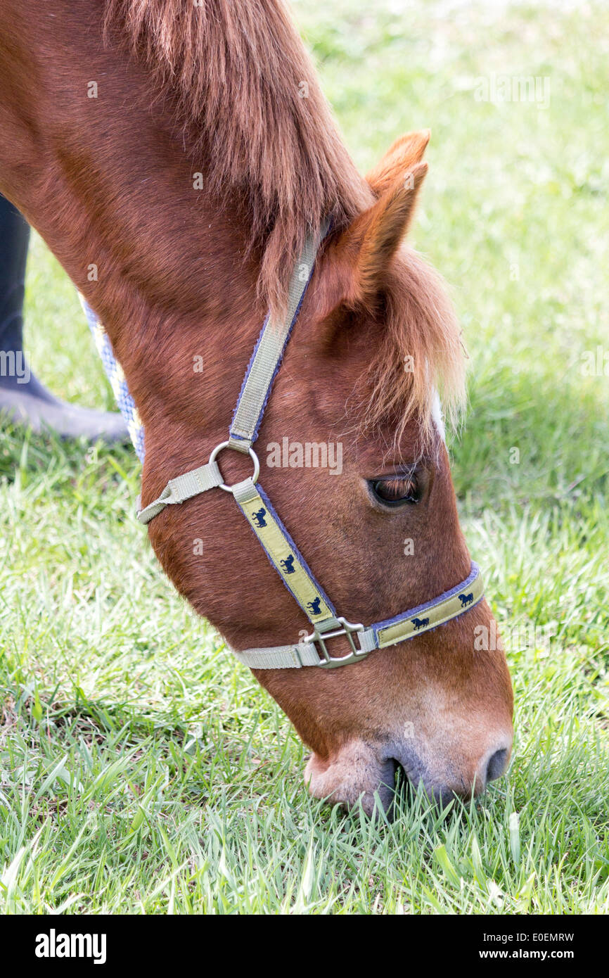 Rotes Pferd Pony trägt Halfter grasen Stockfoto