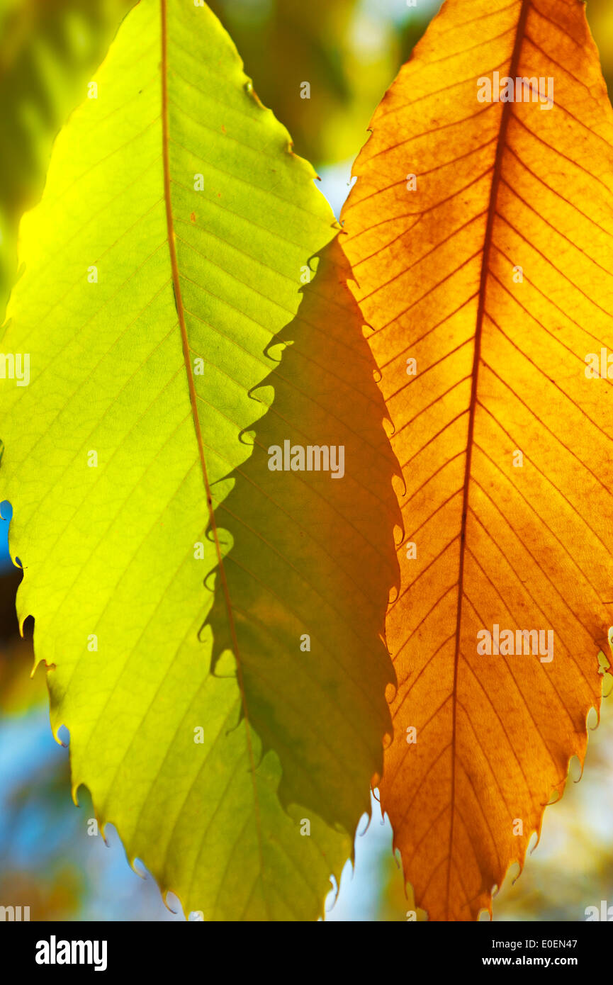 Zwei Herbstlaub einer Kastanie Stockfoto
