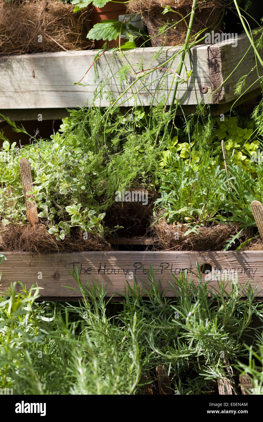 Eco-freundliche, nachhaltige und ethisch produzierte Hütte Gartenpflanzen und Kräuter angebaut in behaarte Kokos Töpfe Stockfoto