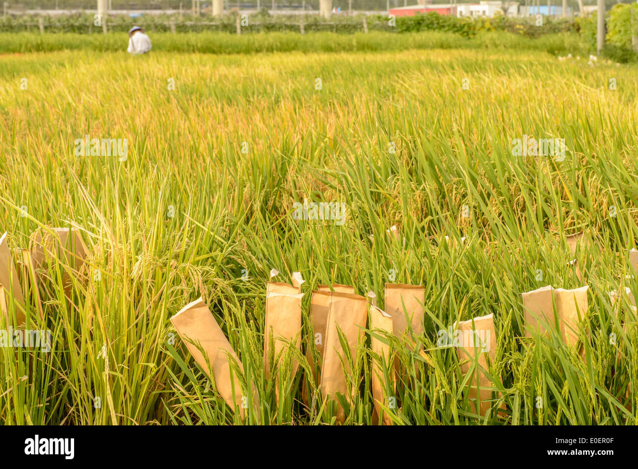 Papiertüten schützen Reis im experimentellen Bereich, der Reis geerntet werden warten. Stockfoto