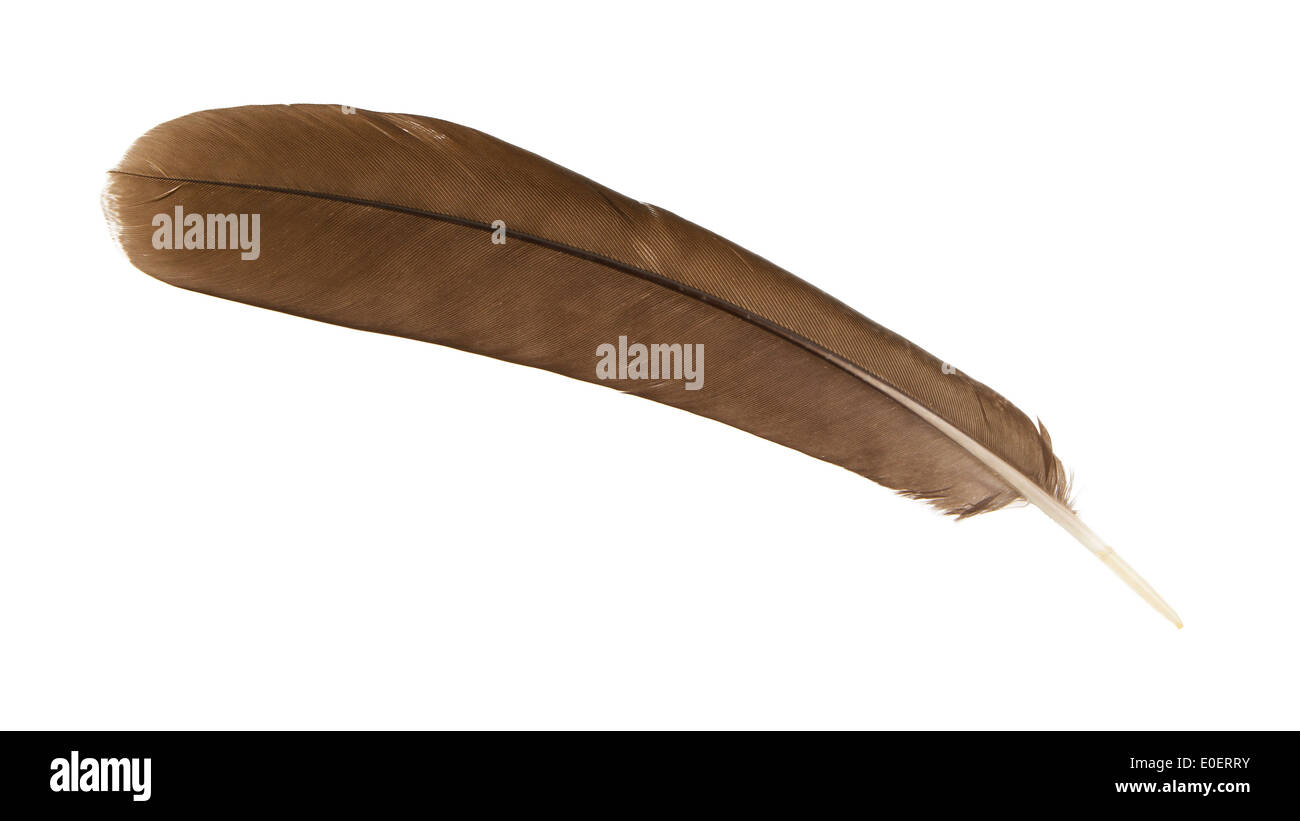 Große braune weibliche Pfau Feder Nahaufnahme, isoliert Stockfoto