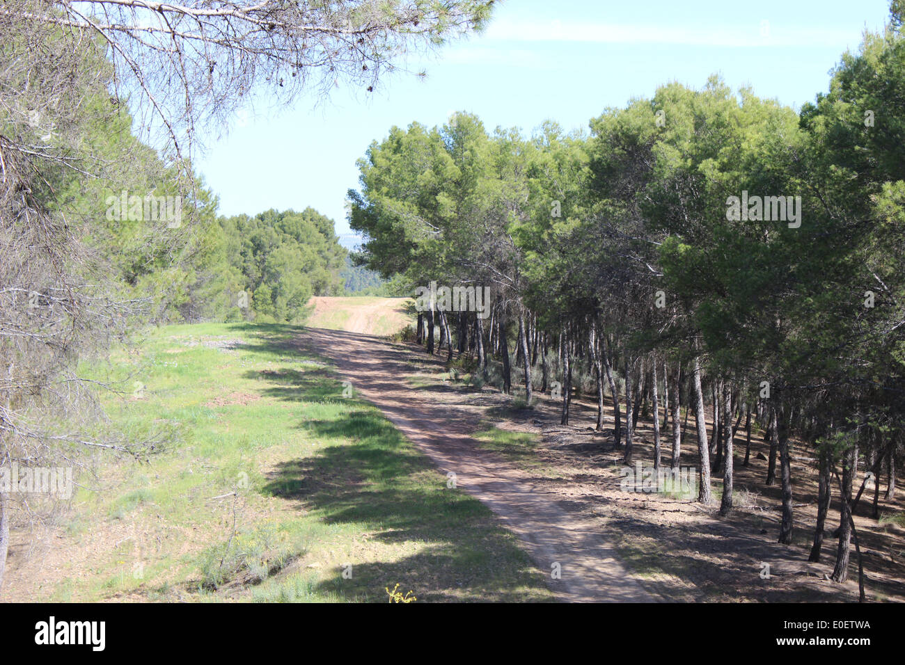 Eine Szene in den Pinienwäldern von Puente San Juan, Priego, Spanien Stockfoto