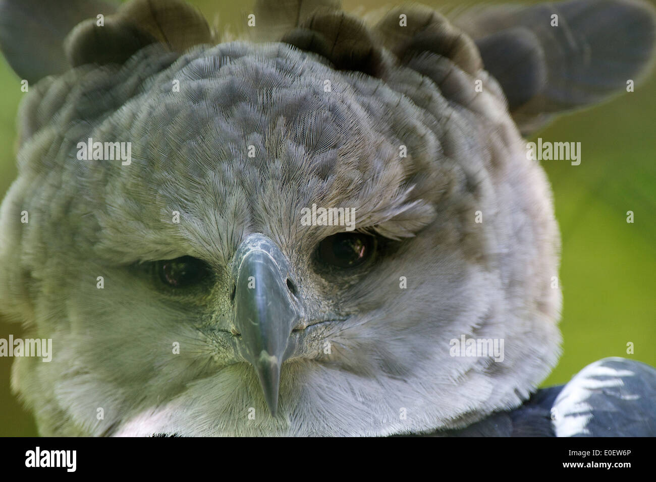 Harpye, Harpyie (Harpia Harpyja Stockfotografie Alamy
