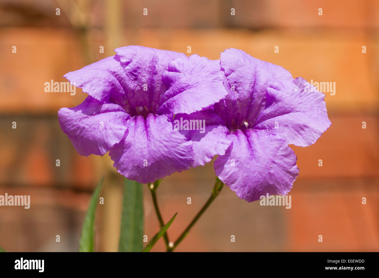 Zwei lila Blumen, blühenden, close-up gegen eine Mauer Stockfoto