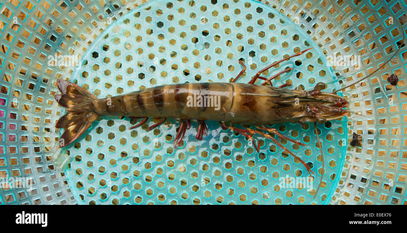 Große lebende Garnele auf einen vietnamesischen Markt, Dong Hoi Stockfotografie Alamy