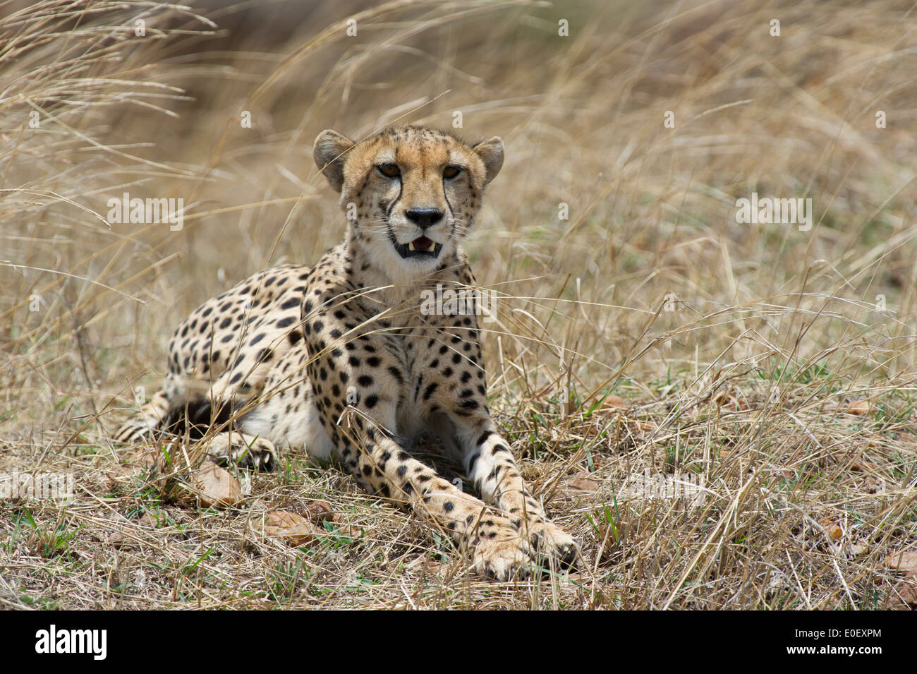 Gepard, Gepard, Acinonyx jubatus Stockfoto