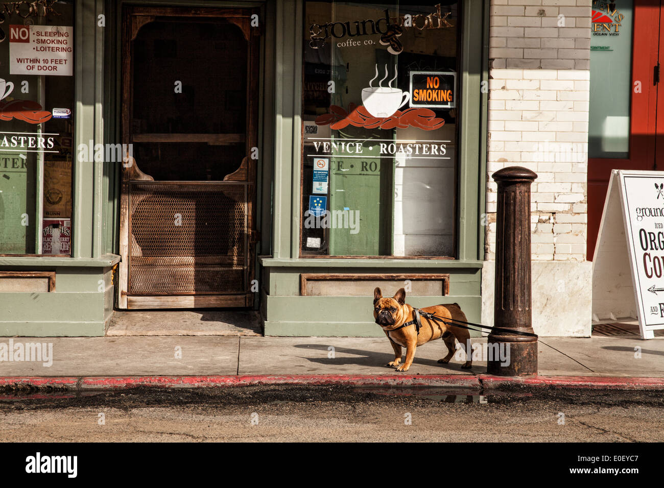 Französische Bulldogge warten vor Café in Venice Beach Stockfoto