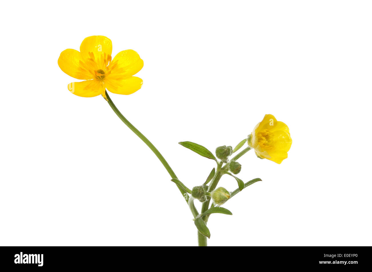 gelber Hahnenfuß, Ranunculus, Blüten und Knospen isoliert gegen weiß Stockfoto