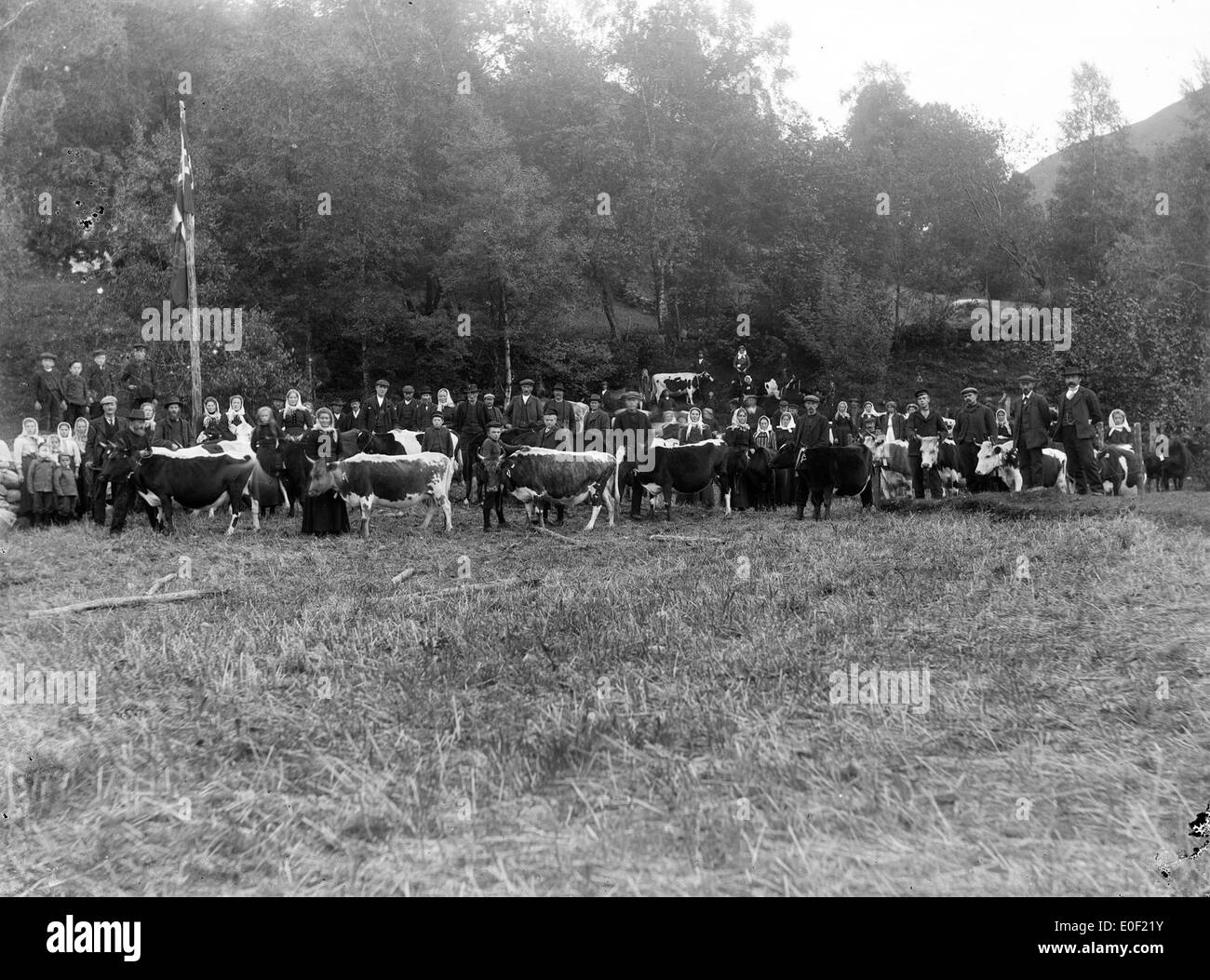 Viehschau, unbekannter Ort, ca. 1890-1910. Stockfoto