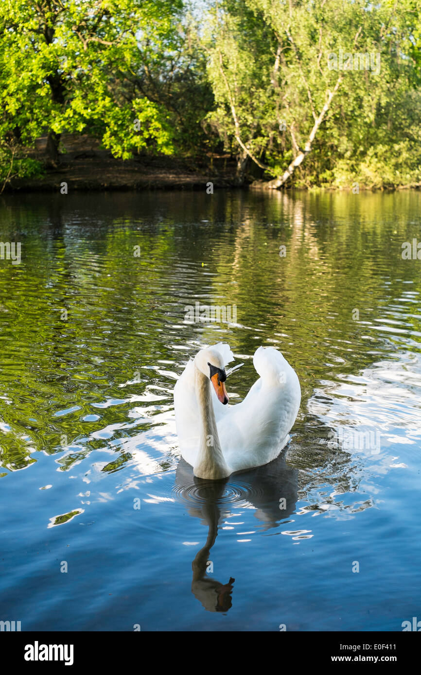 Hohle Teich, Epping Forest, London, Vereinigtes Königreich Stockfoto