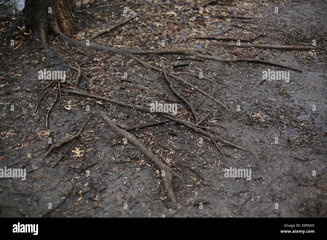 Baumwurzeln in braunem Schmutz ausgesetzt. Stockfoto