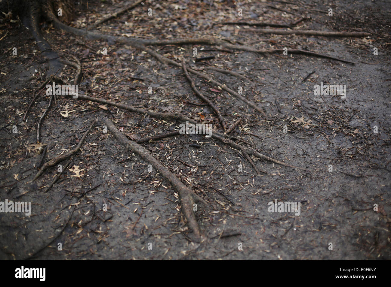 Baumwurzeln in braunem Schmutz ausgesetzt. Stockfoto