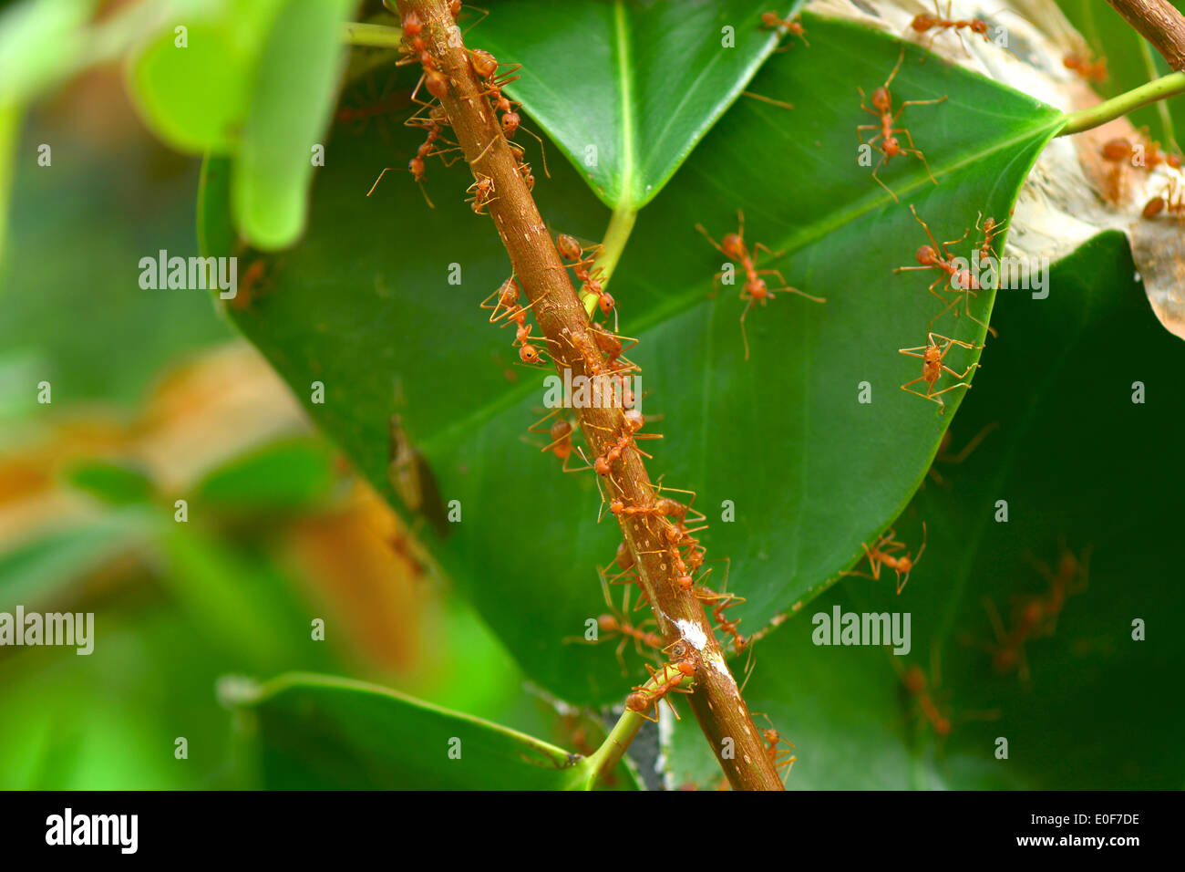 Rote Ameisen nisten auf dem Baum Stockfoto