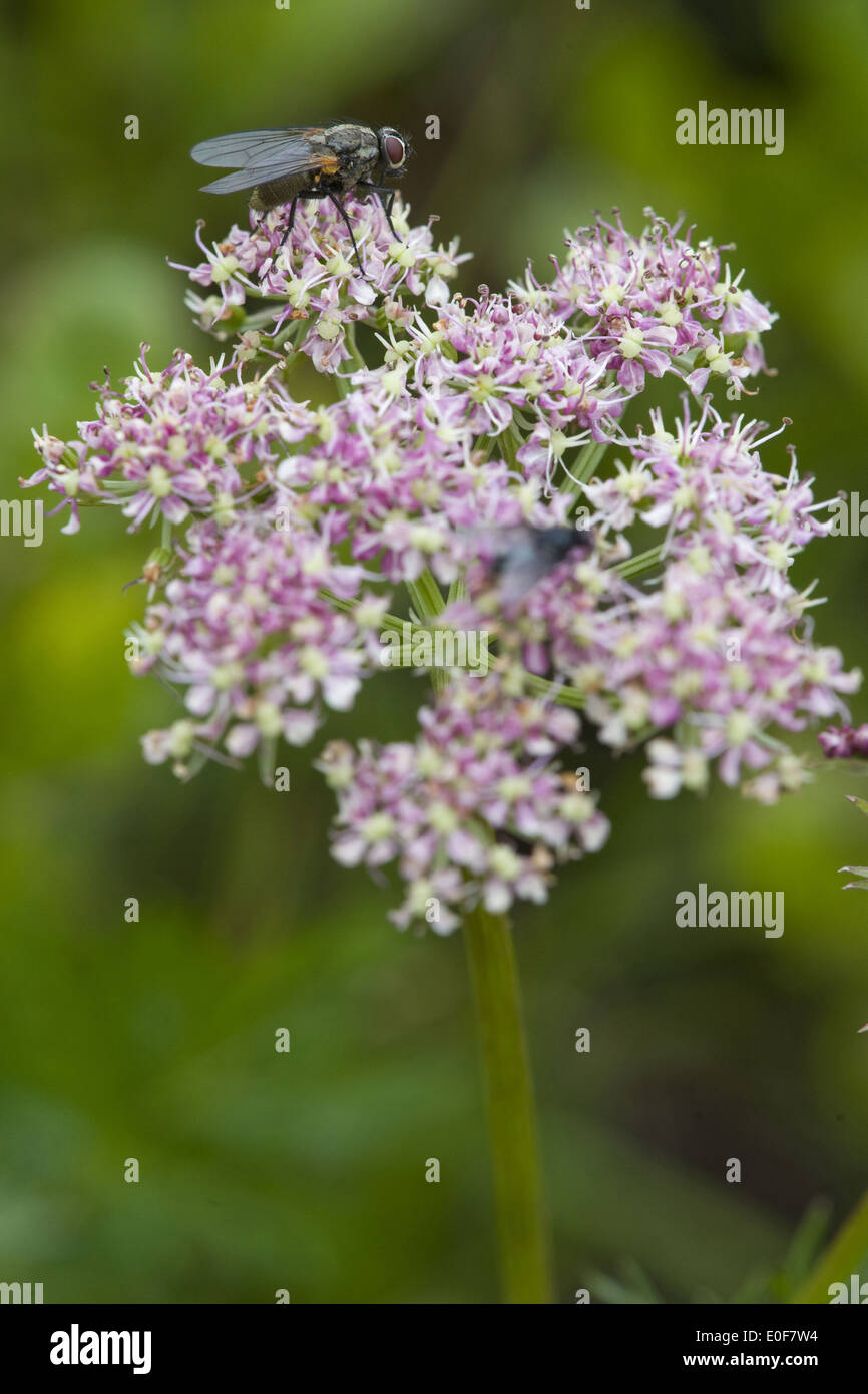 Alpine Liebstöckel, Ligusticum mutellina Stockfoto