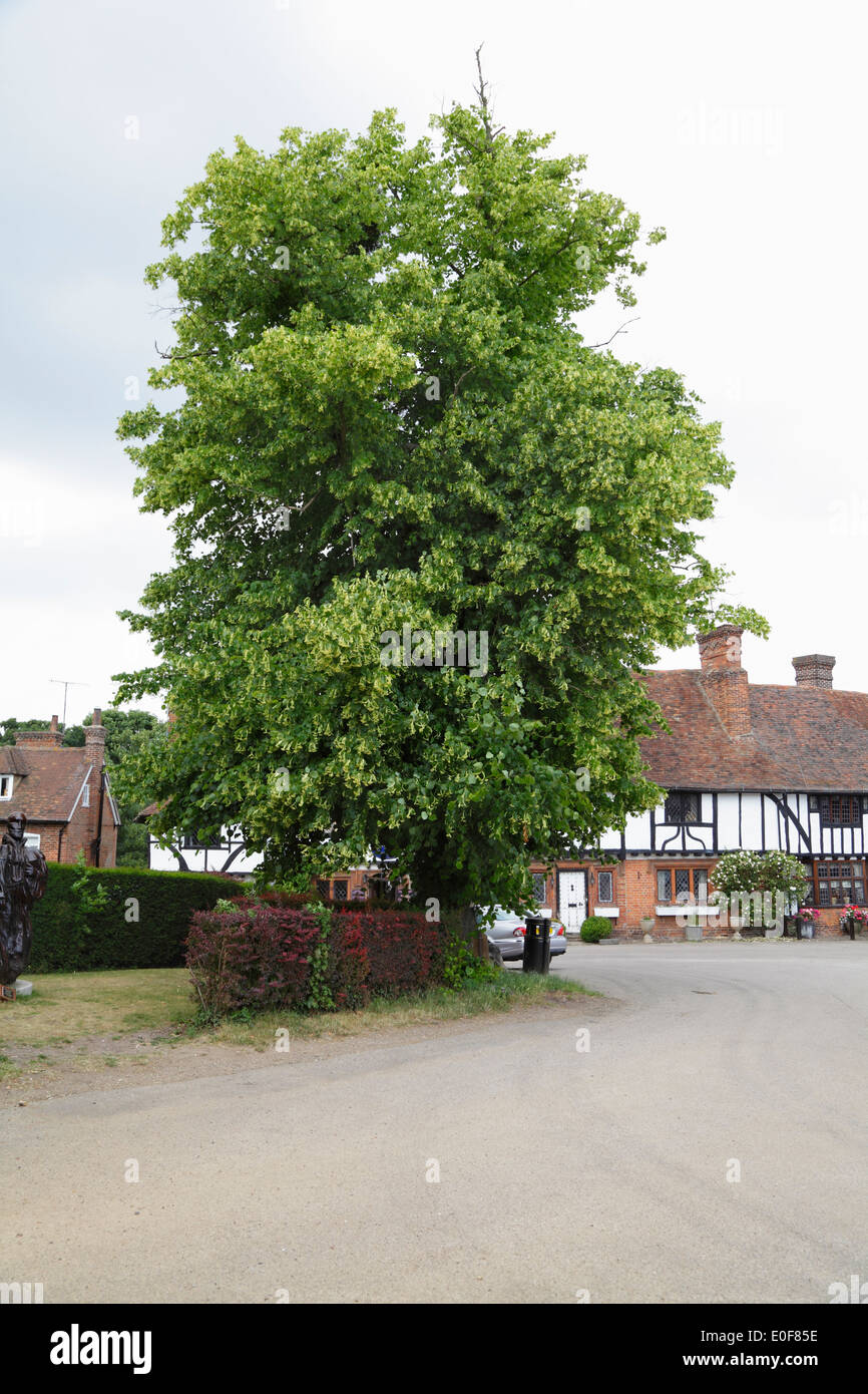 Große Linde in Chilham Village Square Kent England UK Stockfoto