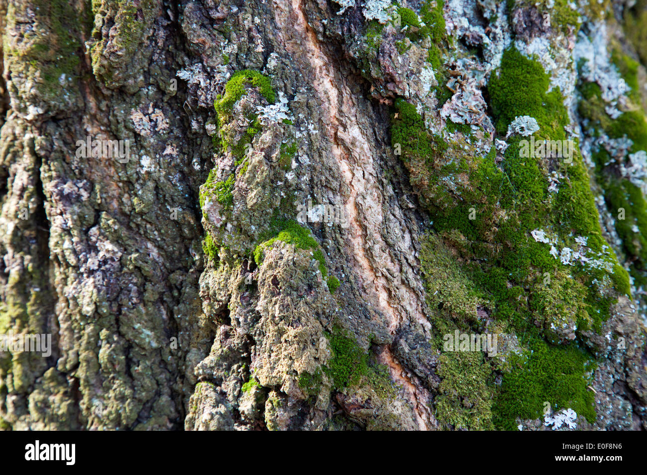 Alte Baum-Stamm-Muster mit grünem Moos und grauen Flechten Stockfoto