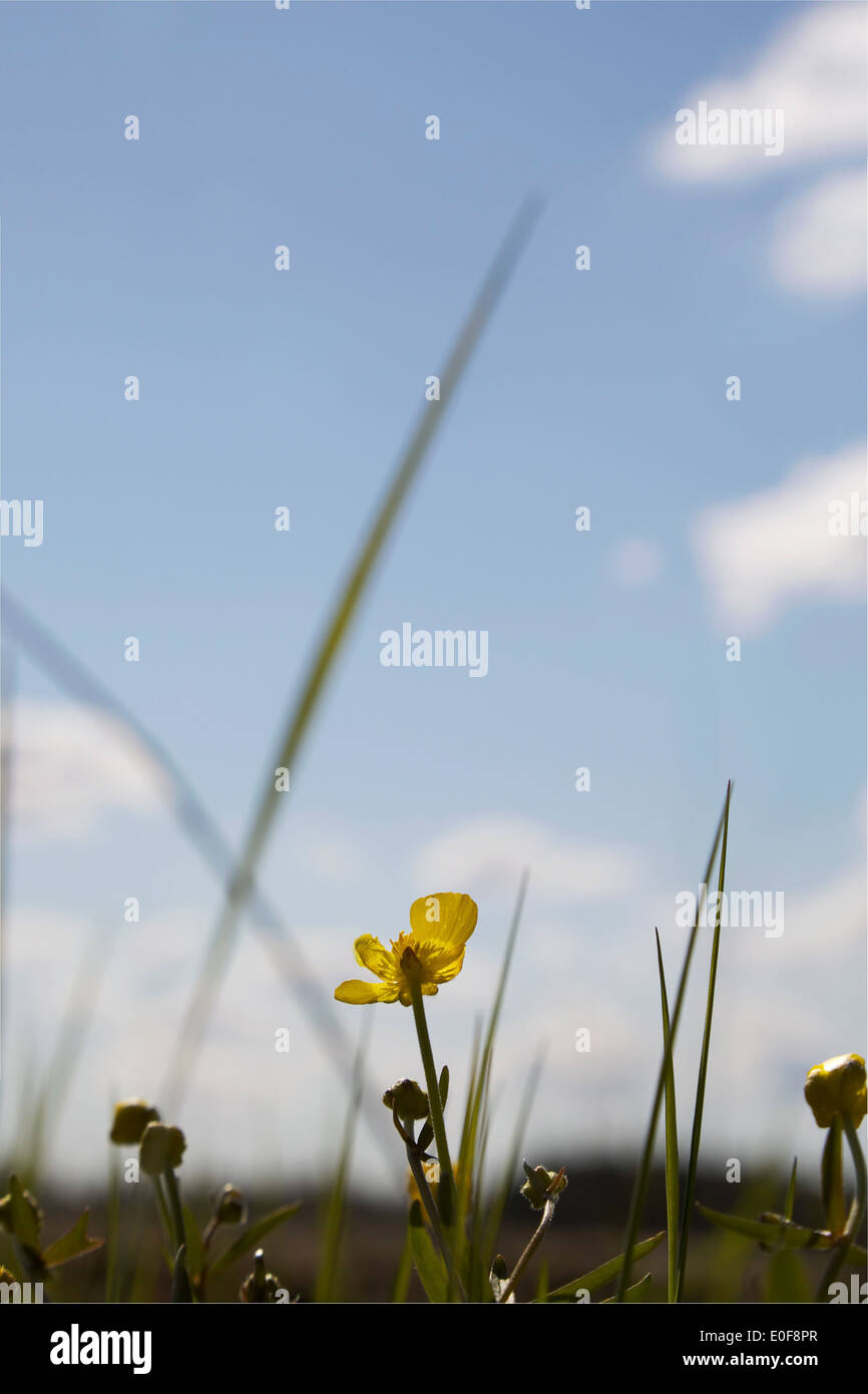 Wiese Butterblumen blühen im Frühling in Finnland mit einem blauen Himmelshintergrund Stockfoto