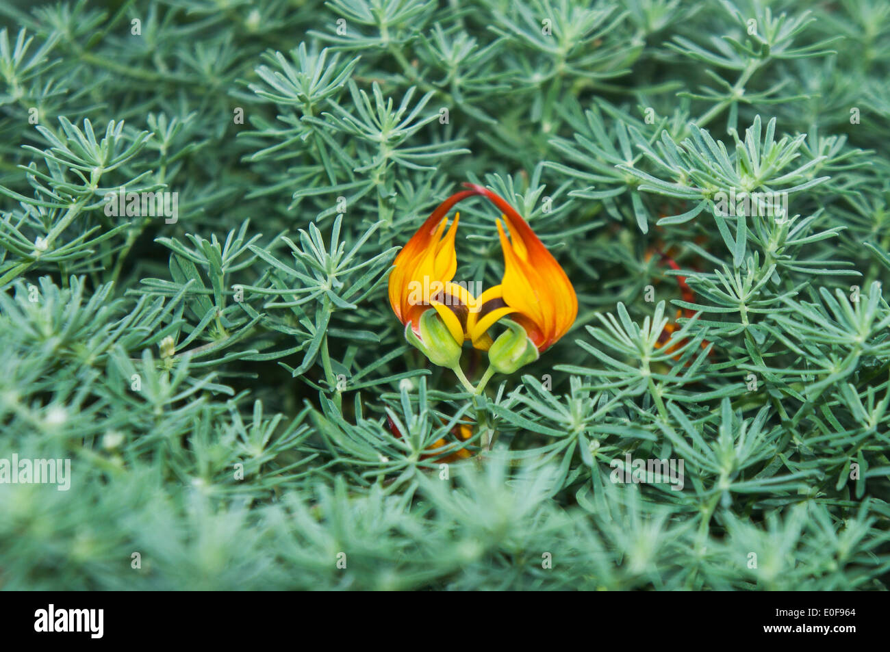 Papageien schnabel lotus maculatus Fotos und Bildmaterial in hoher