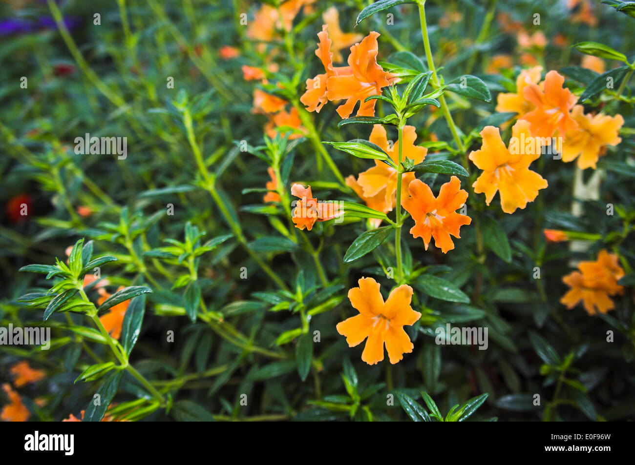 Klebrig, orange Busch AffeBlume, Mimulus Aurantiacus, Gartenarbeit