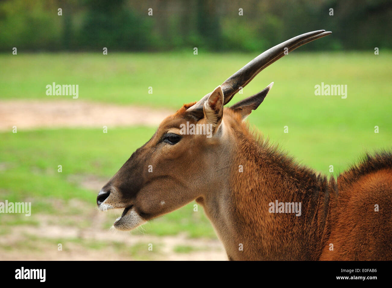 Elenantilope (Tauro Oryx) • Nürnberg, Bayern, Deutschland Stockfoto