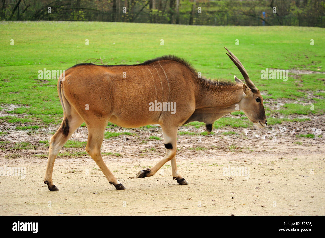 Elenantilope (Tauro Oryx) • Nürnberg, Bayern, Deutschland Stockfoto