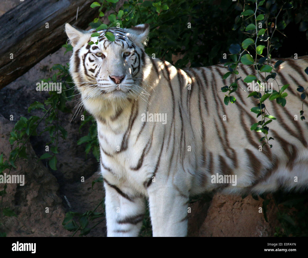 Weiße Bengal Tiger (Panthera Tigris Tigris) Stockfoto