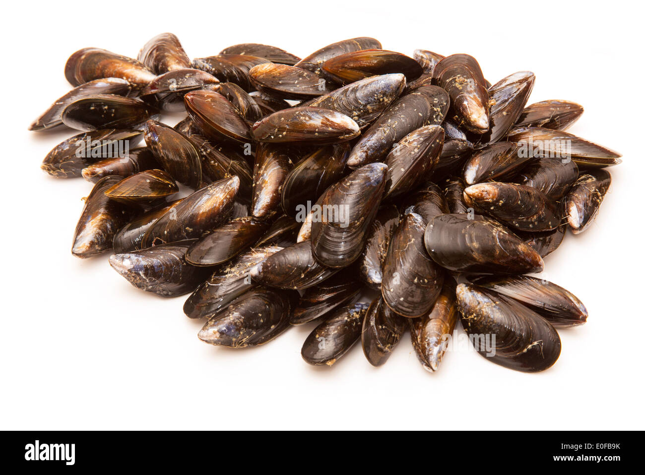 Roher Muscheln isoliert auf einem weißen Studio-Hintergrund. Stockfoto