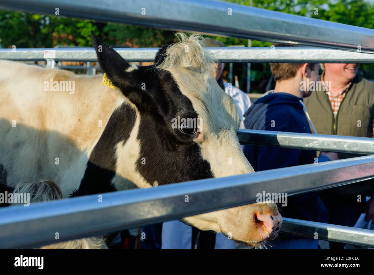 traditionelle Ochse-Markt in Wedel, Schleswig-Holstein, Deutschland-Bauernhof Tierhaltung Fauna Deutsch Deutschland Stockfoto