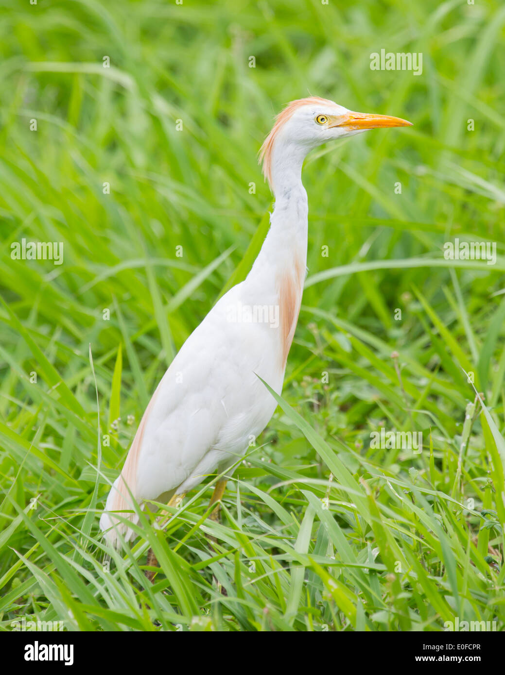 Kuhreiher (Bubulcus Ibis) in der Wiese Stockfoto