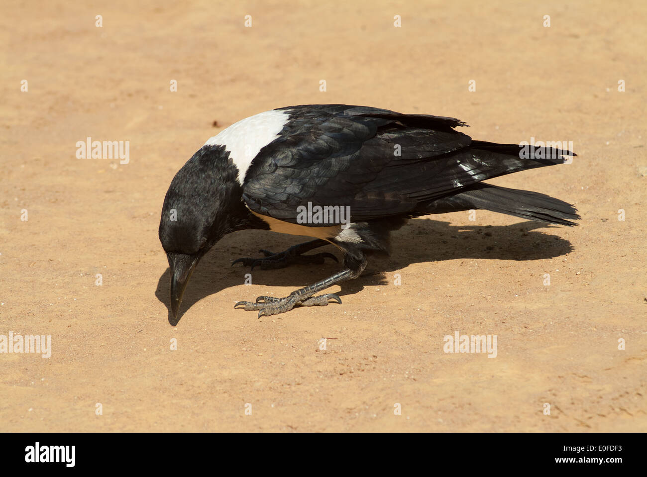 Afrikanische Tiere kostenlos Stockfoto