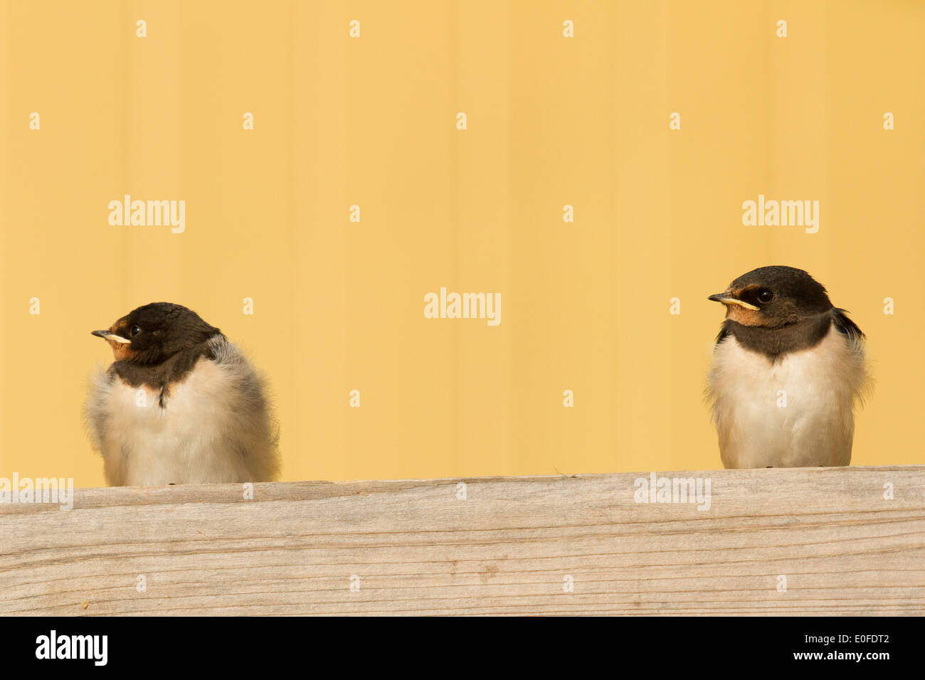 Zwei junge Schwalben auf einem Dach Stockfoto